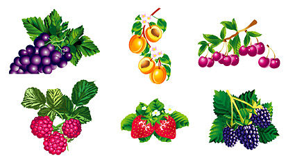 矢量植物素材 6款质感水果矢量素材