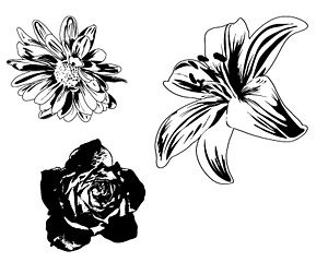 矢量花卉花边花纹 黑白花卉矢量素材