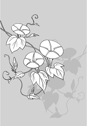 矢量植物素材 日本线描植物花卉矢量素材-9（牵牛花）